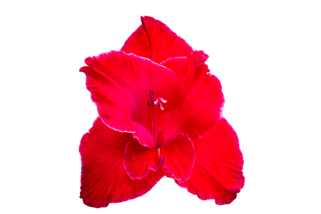 gladiolus flowers isolated on white backgroundの写真素材