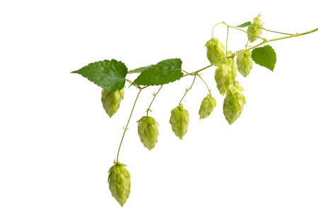 hop cones isolated on white background