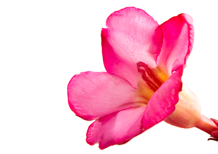 bonsai flower isolated on white background