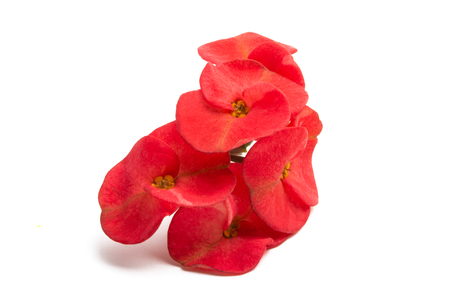 Euphorbia Flower Mile Isolated on White Backgroundの写真素材