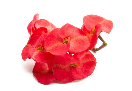 Euphorbia Flower Mile Isolated on White Backgroundの写真素材