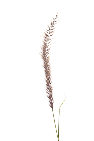 decorative spikelets isolated on white backgroundの写真素材