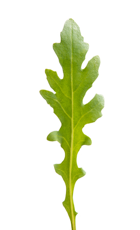 arugula isolated on white backgroundの写真素材
