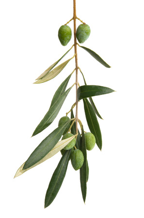 olive branch isolated on white backgroundの写真素材