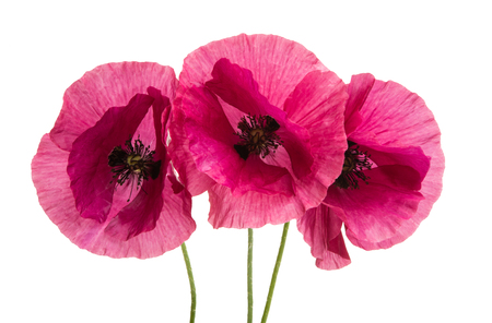 pink poppy isolated on white backgroundの写真素材