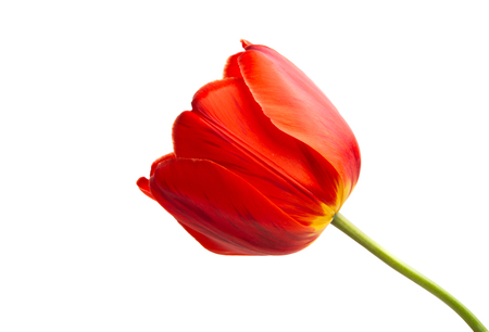 red tulip isolated on white backgroundの写真素材