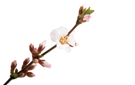 cherry flowers branch isolated on white backgroundの写真素材