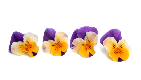 pansy isolated on white backgroundの写真素材