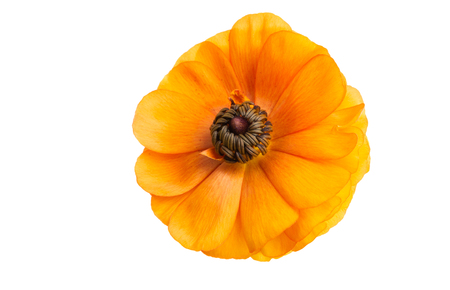 persian buttercup isolated on white backgroundの写真素材