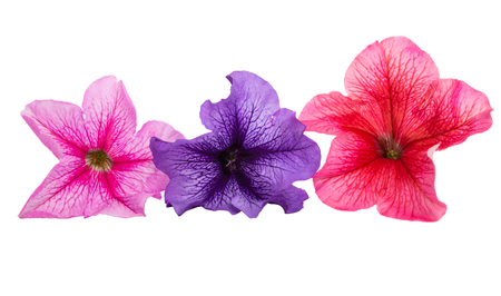 petunia flower isolated on white backgroundの写真素材