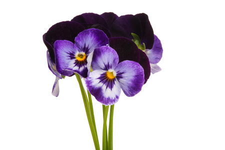 pansy isolated on white backgroundの写真素材
