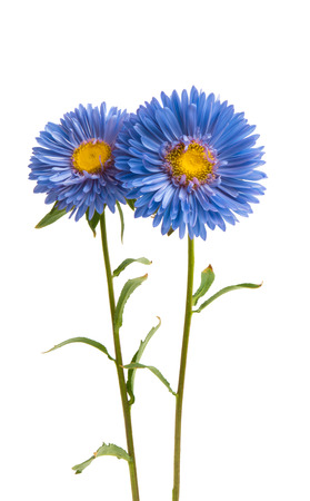 aster flower isolated on white backgroundの写真素材