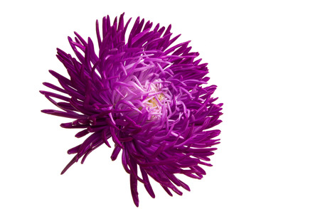 aster flower isolated on white backgroundの写真素材