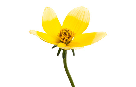bidens triplinervia isolated on white background