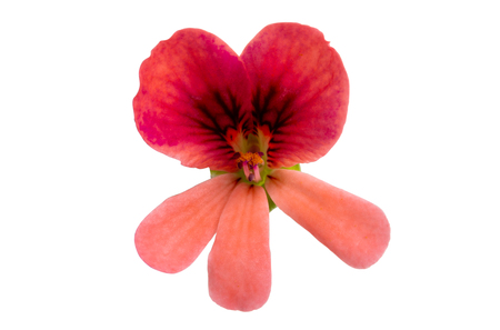 african geranium isolated on white backgroundの写真素材