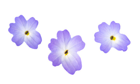 browallia flower isolated on white background