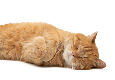 ginger cat isolated on white backgroundの写真素材
