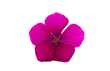 flower phlox isolated on white background