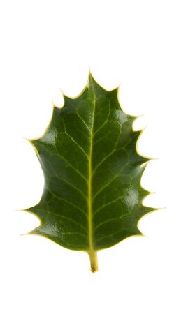 Christmas holly isolated on a white backgroundの写真素材