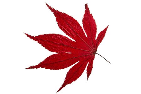 red maple leaf isolated on white backgroundの写真素材