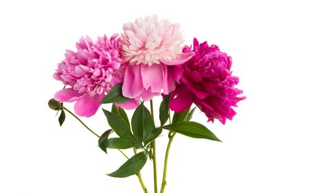 bouquet of peonies isolated on white backgroundの写真素材