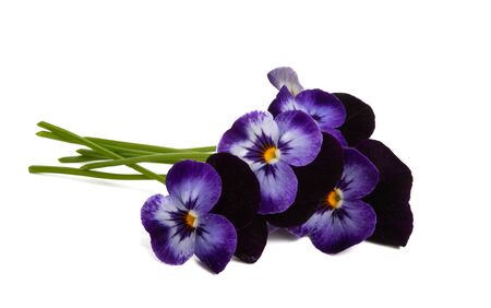 pansy flower isolated on white backgroundの写真素材