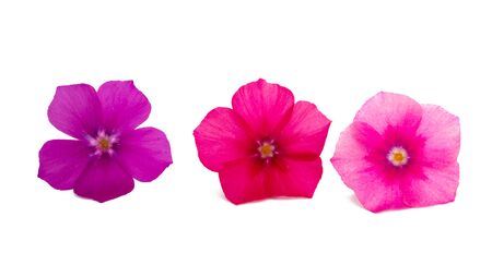 flower phlox isolated on white backgroundの写真素材