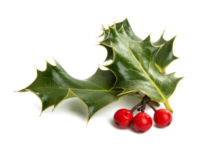 Holly - traditional Christmas plant isolated on white backgroundの写真素材