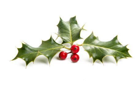 Holly - traditional Christmas plant isolated on white backgroundの写真素材