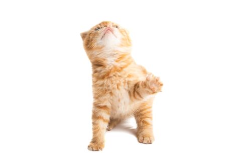 ginger kitten isolated on white backgroundの写真素材