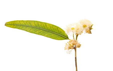 eucalyptus isolated on white backgroundの写真素材