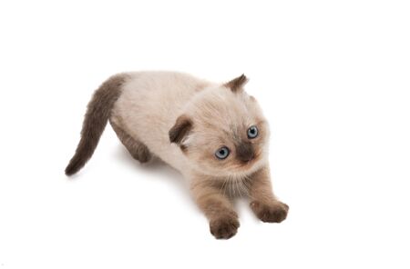 fold kitten isolated on white backgroundの写真素材