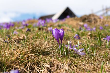 saffron blooming in early spring in the meadowの写真素材