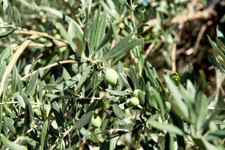 growing olive tree with olives on a sunny dayの写真素材