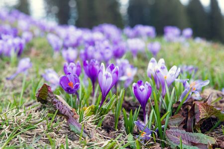 saffron blooming in early spring in the meadow