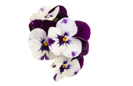 pansy flower isolated on white background