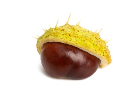 chestnut isolated on white backgroundの写真素材