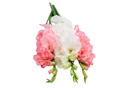 gladiolus flowers isolated on white background