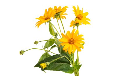 yellow flower isolated on white background