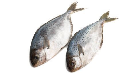 butterfish isolated on white backgroundの写真素材