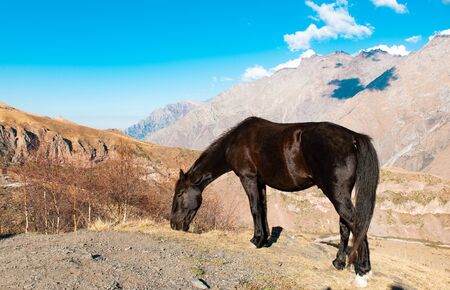 horse grazing in the mountains of Georgia in autumnの写真素材