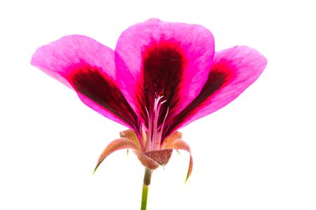 geranium flower isolated on white background