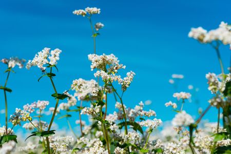 flowering buckwheat field on a sunny dayの写真素材