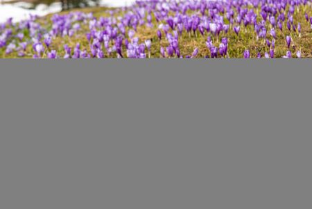 first spring crocuses in the spring on the lawnの写真素材