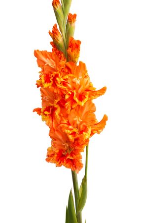 gladiolus flowers isolated on white backgroundの写真素材