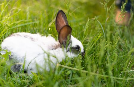 rabbit on spring nature in the grass