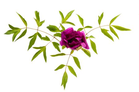 peony with leaves isolated on white backgroundの写真素材