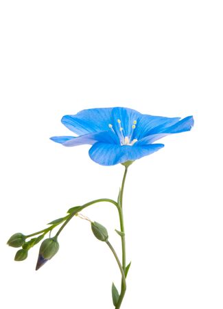 flax flower isolated on white backgroundの写真素材