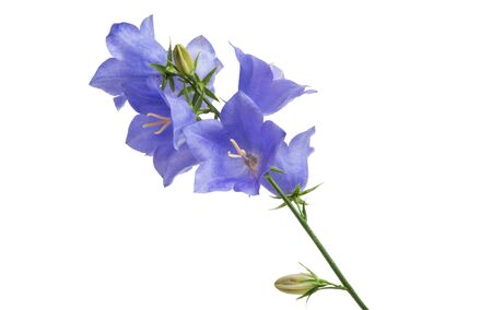 bluebell flower isolated on white backgroundの写真素材