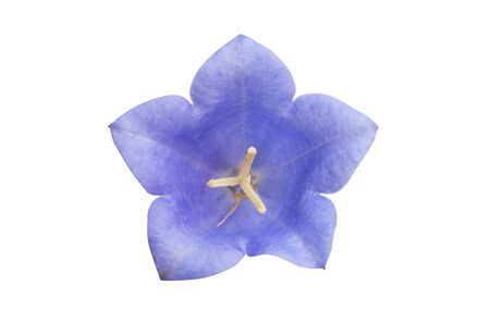 bluebell flower isolated on white backgroundの写真素材